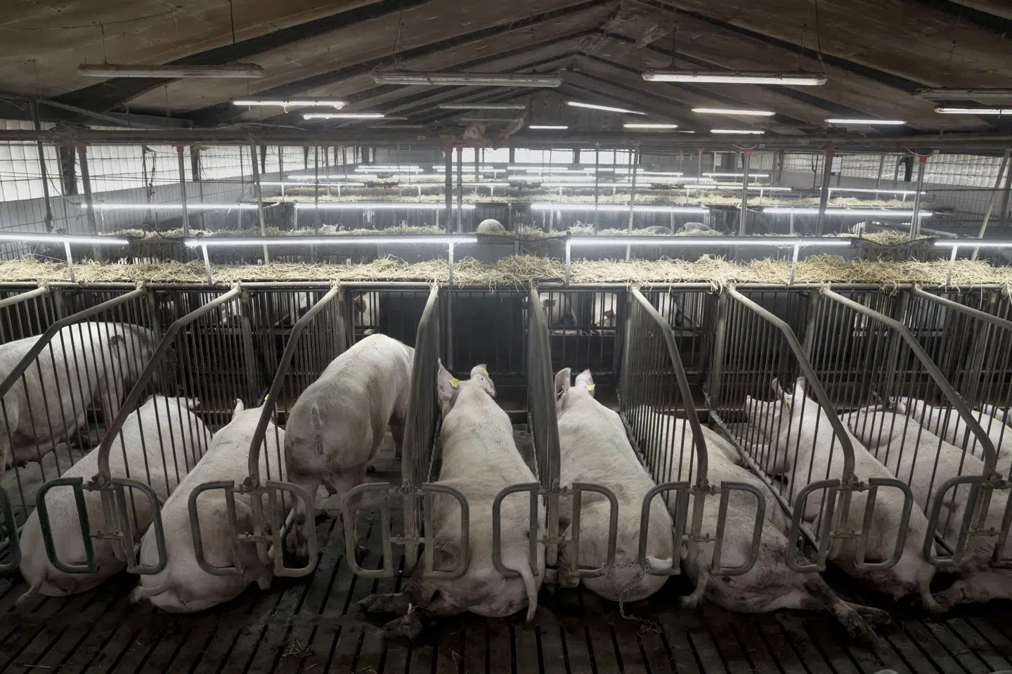 Produktion af svinemælk vil give bedre dyrevelfærd til danske grise, skriver Berlingske 1. april. (Arkivfoto).