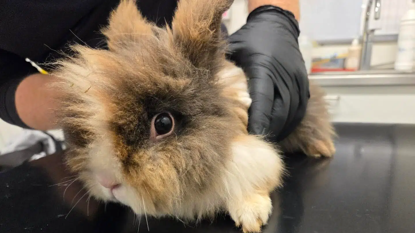 Her ses den ene af de tre kaniner.