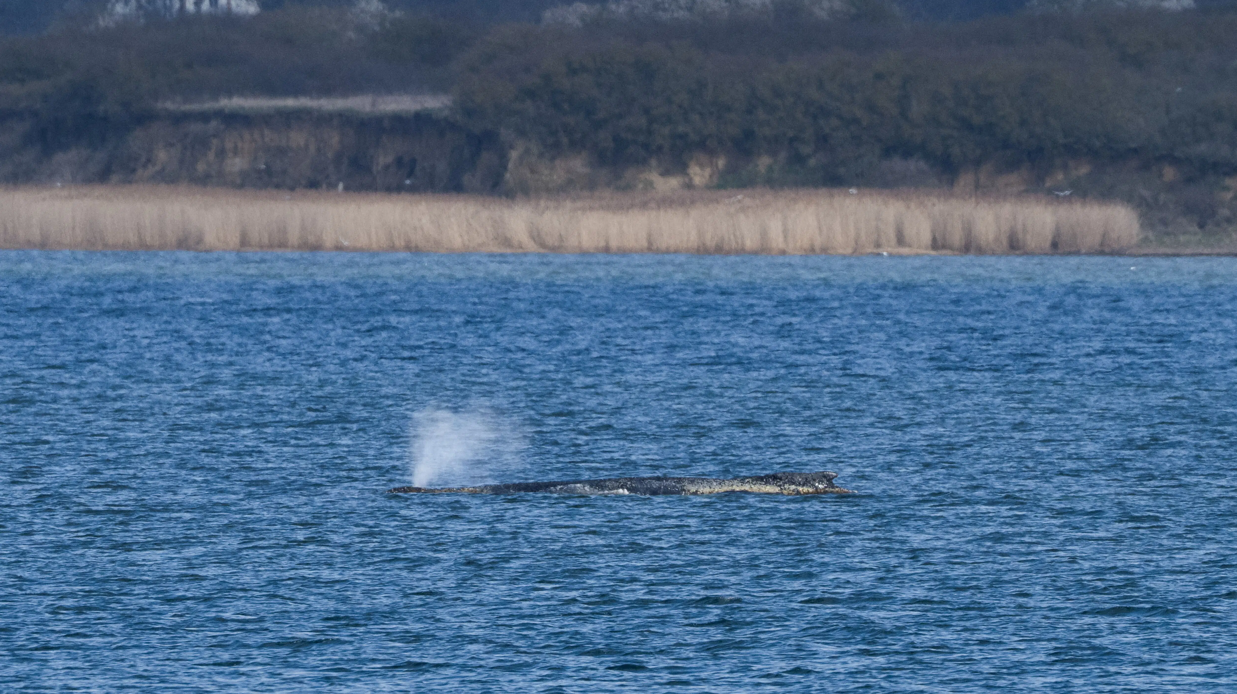 Strandet pukkelhval: Myndigheder opgiver at redde den