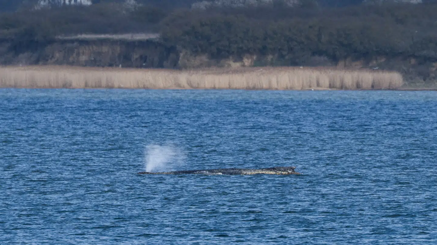 En pukkelhval ligger søndag på en sandbakke i Wismarbugten efter at have kæmpet for overlevelse i lavvandede områder.