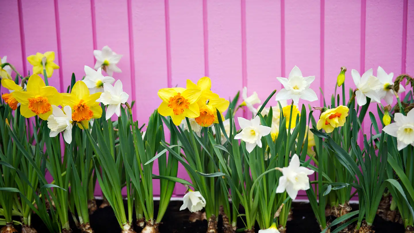 Vejret bliver blandet, lyder meldingen fra DMI.