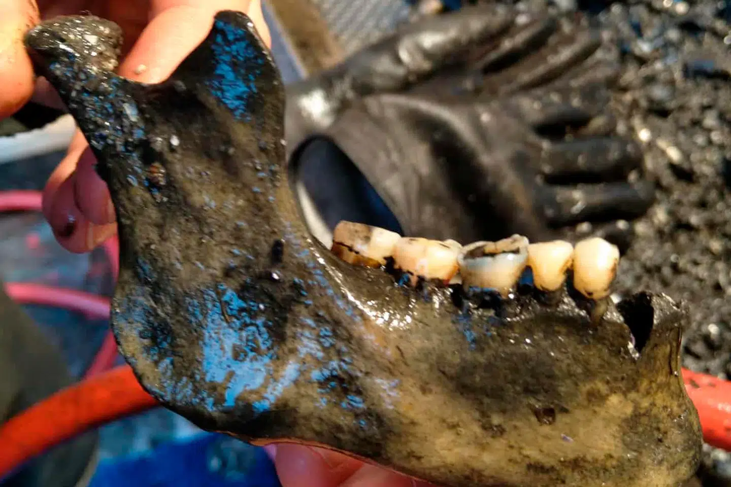 Underkæbe fra menneske menes at have tilhørt person fra den 357 mand store besætning om bord på skibet Dannebroge.