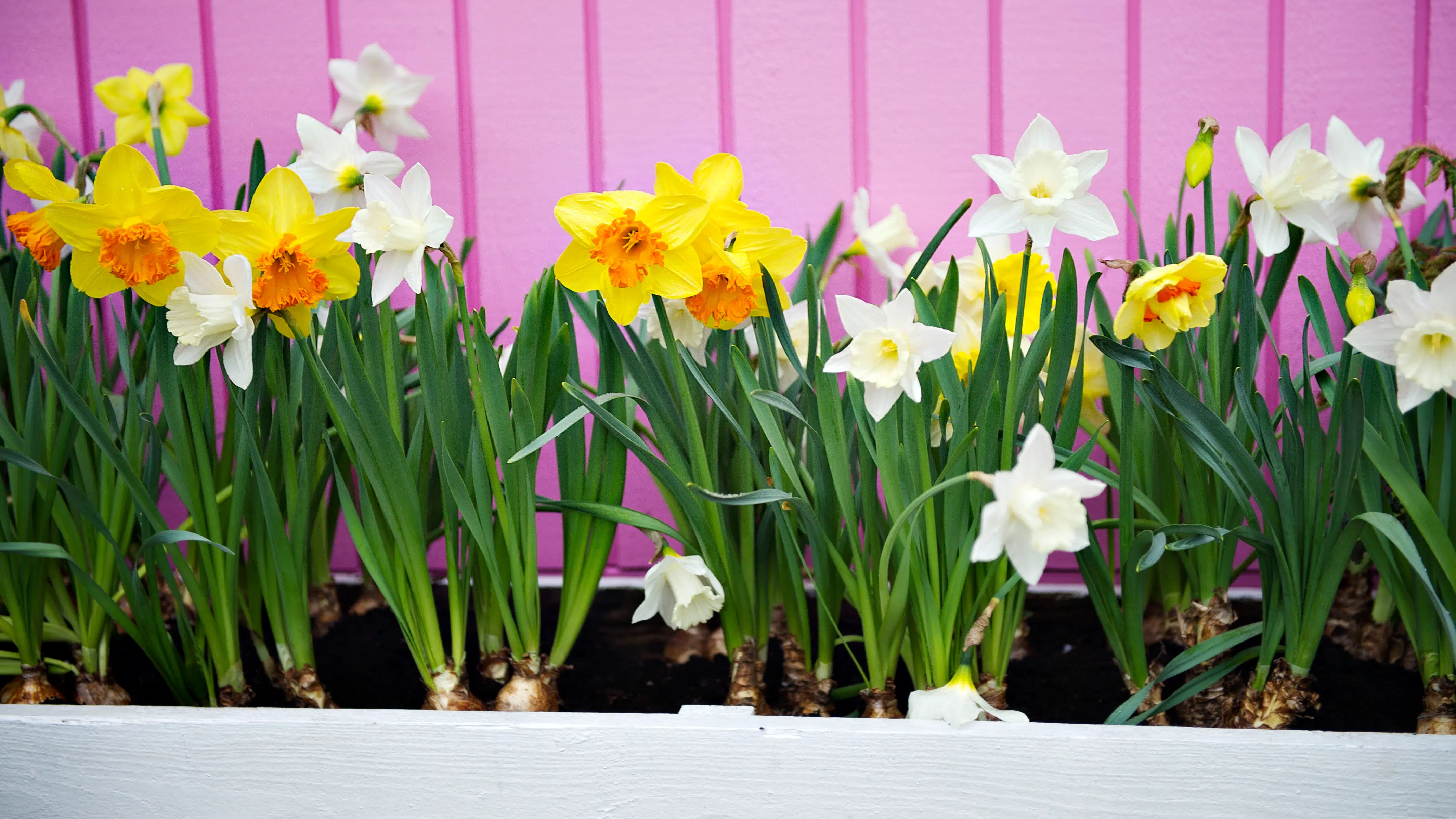 DMI melder ud om påskevejr: Sker først mandag