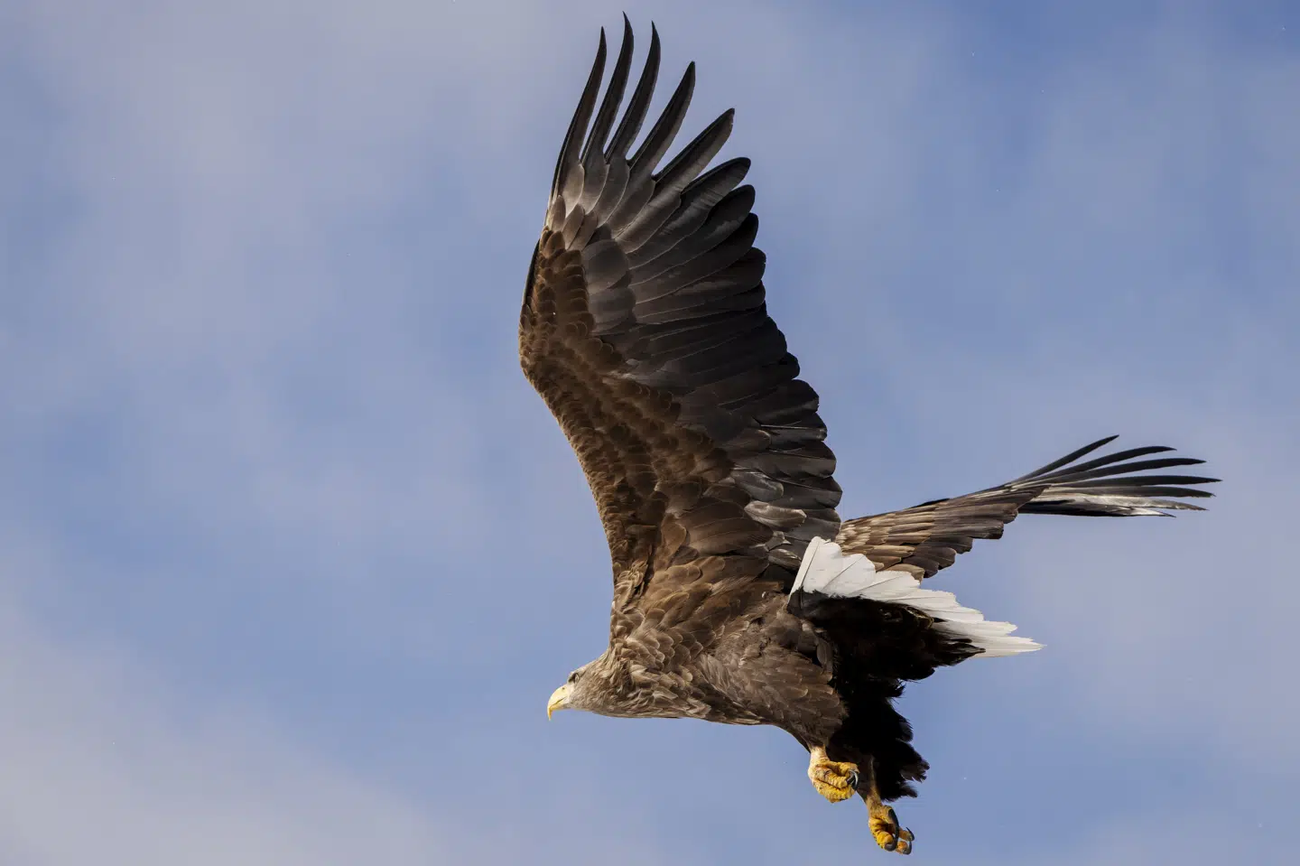 Havørnen er Nordeuropas største rovfugl og kaldes ofte for "den flyvende dør" på grund af sit vingefang på op til 2,5 meter. Havørnen her er fotograferet i Nuuk i Grønland. (Arkivfoto).
