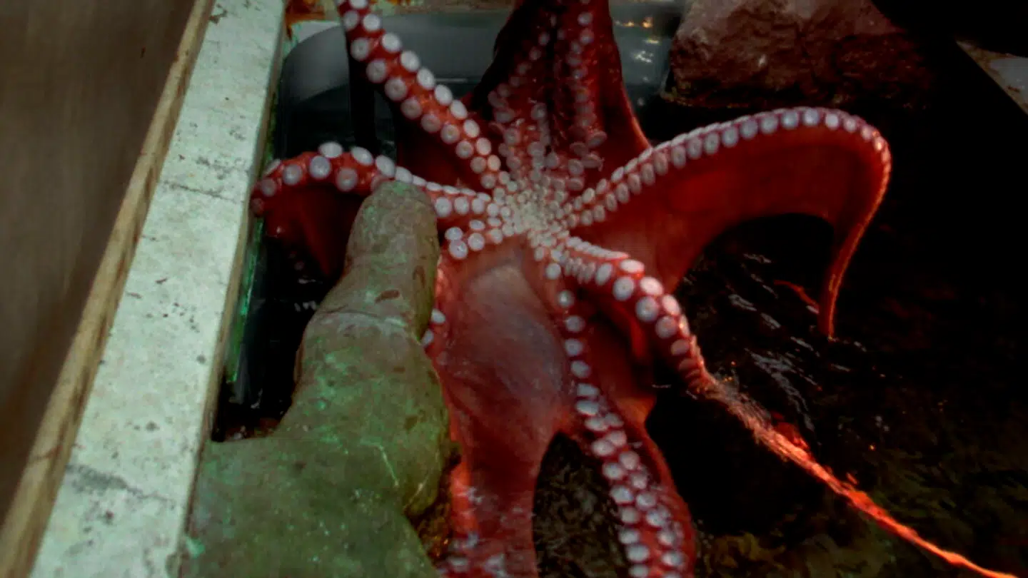 Forskere har fundet ny opdagelse hos hanblækspruttens ottende arm.