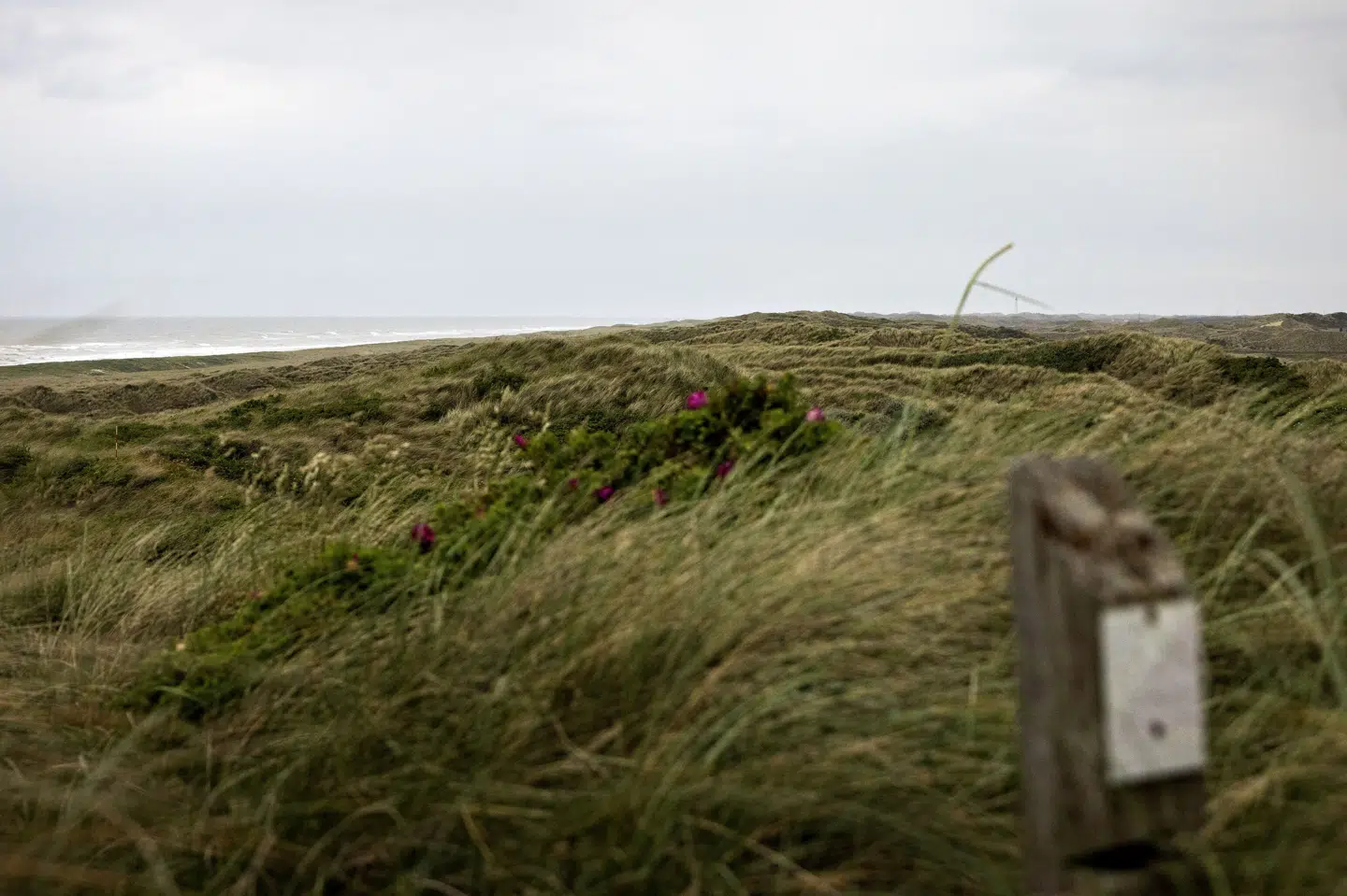 En britisk mortergranat dukkede lørdag op i klitterne ved Nørre Nebel. Forsvarets Ammunitionsrydningstjeneste kom efterfølgende og destruerede den på stedet. (Arkivfoto).