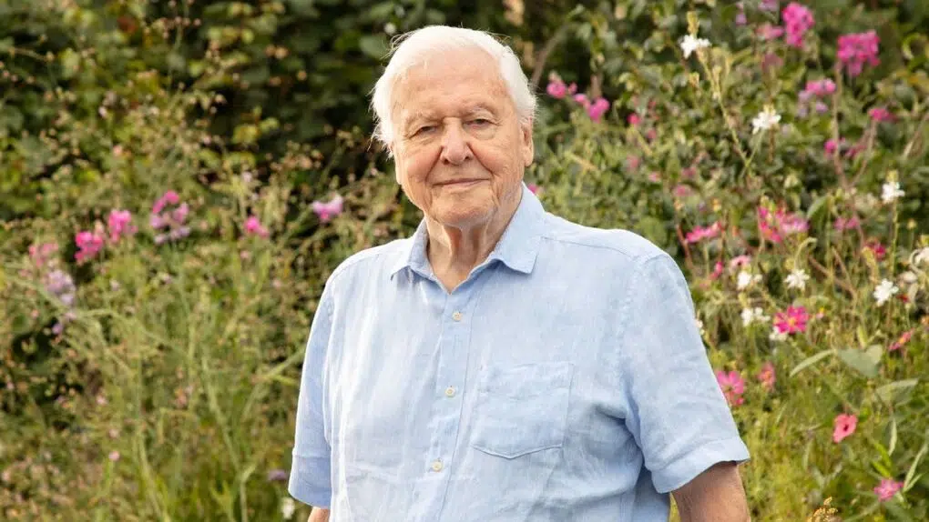 Fans i svime: Næsten 100-årig David Attenborough er tilbage