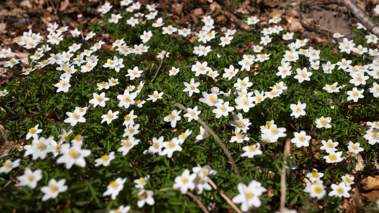 Onsdag bliver endnu en solrig forårsdag ifølge DMI.