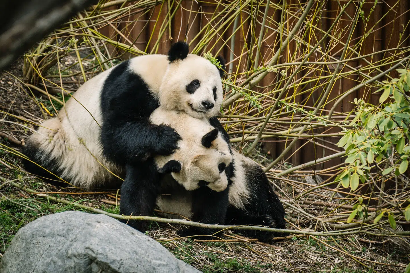 Pandaerne Xing Er og Mao Sun er her fotograferet i Københavns Zoo i april 2023. I seks år har den zoologiske have forsøgt at få pandaerne til at parre sig naturligt, men det opgives nu. (Arkivfoto).