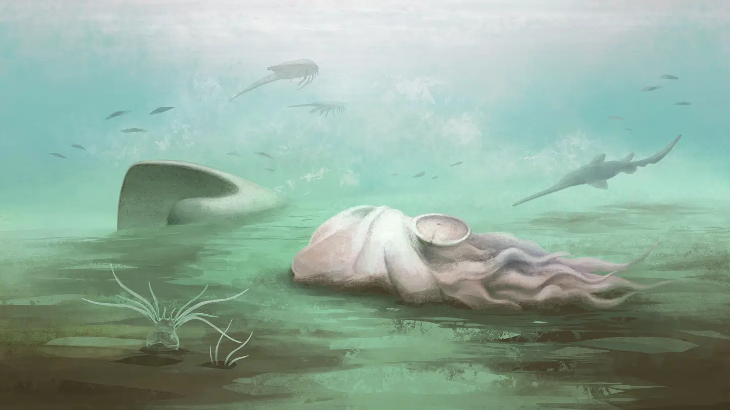 Kunstnerisk fortolkning af bløddyrets udseende. Illustration: Reading University