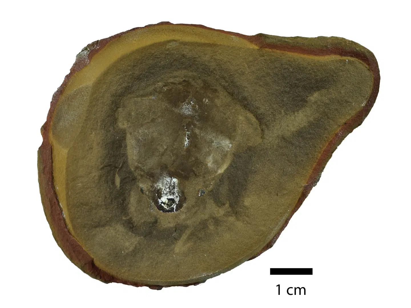 Foto: Reading University