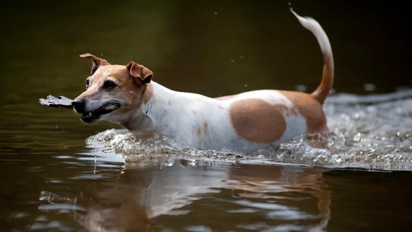 Det var en Jack Russell-terrier som denne, der angreb og bed den kvindelige cykelrytter i læggen.