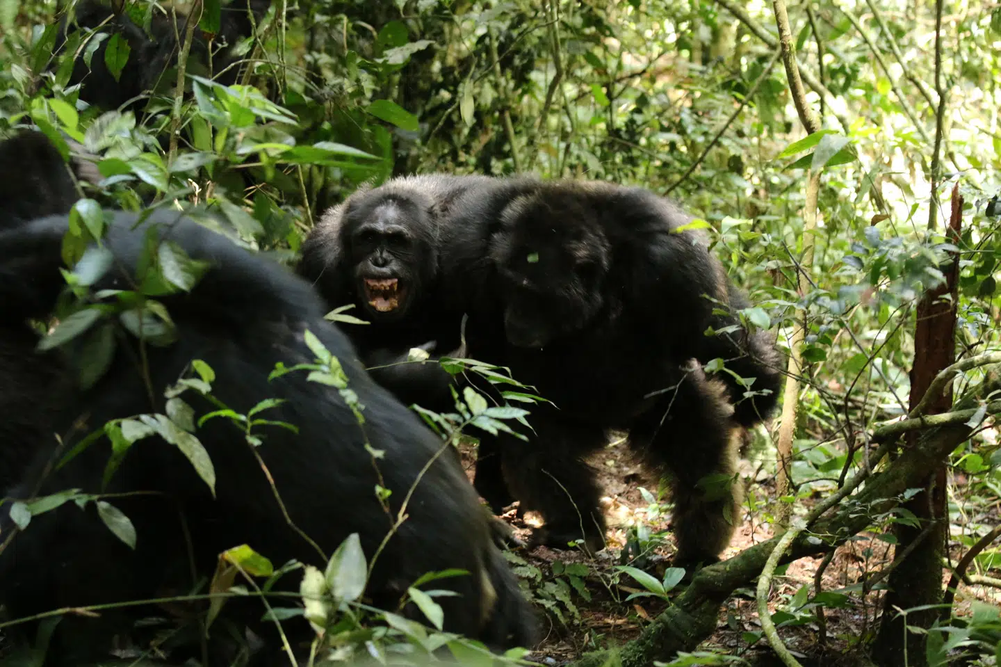 To chimpanser fra Ngogo-gruppen ses her på et billede fra 2014. Forskere har studeret chimpanserne siden 1995. Efter mange års fredelig sameksistens delte gruppen sig i to lejre. Chimpansen er sammen med bonoboen menneskets tætteste evolutionære slægtning.