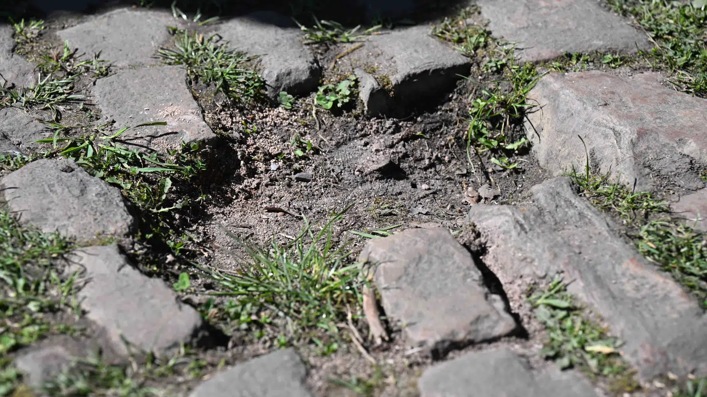 Der er store huller på Paris-Roubaix-ruten, som løbsorganisationen desperat forsøger at fylde ud inden løbet på søndag.