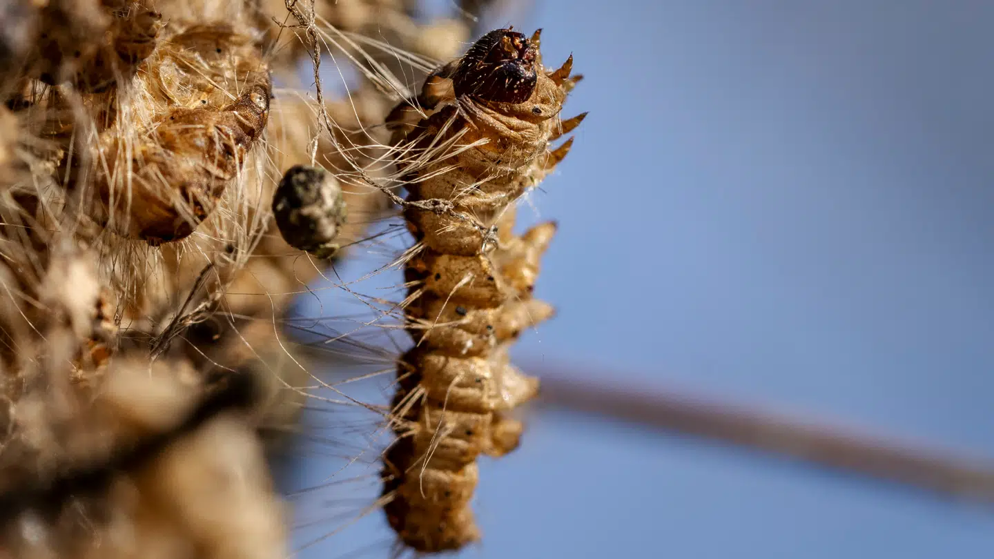 Store dele af Danmark har været ramt af egeprocessionsspinderen.