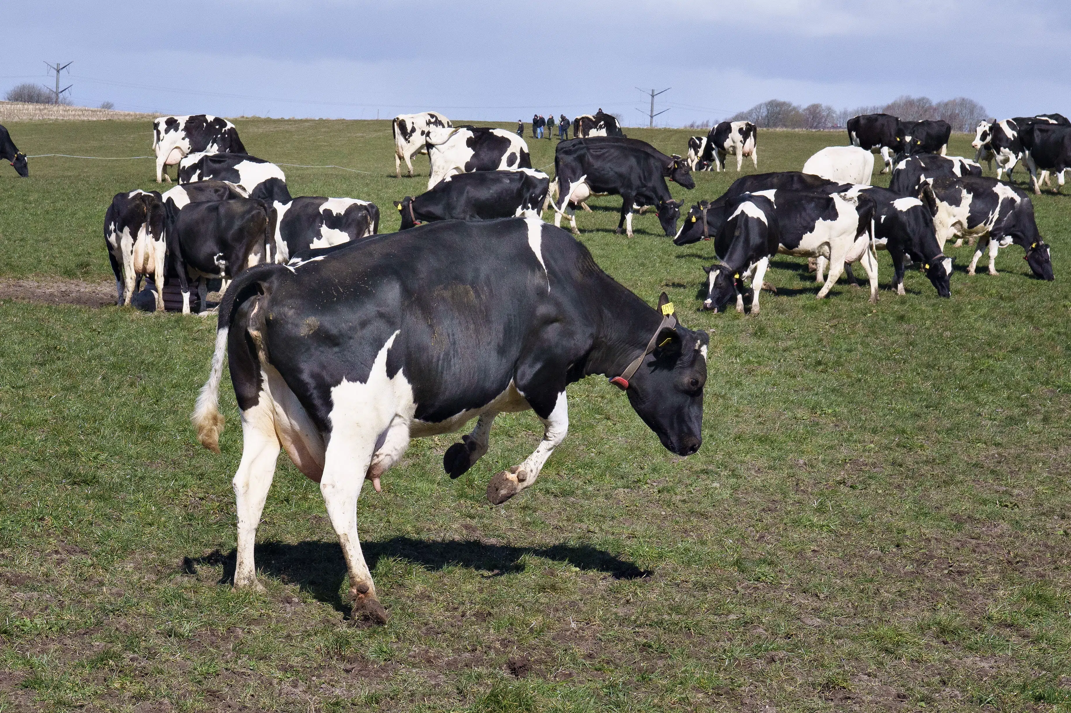 Søndag bliver økologiske køer lukket ud på græs
