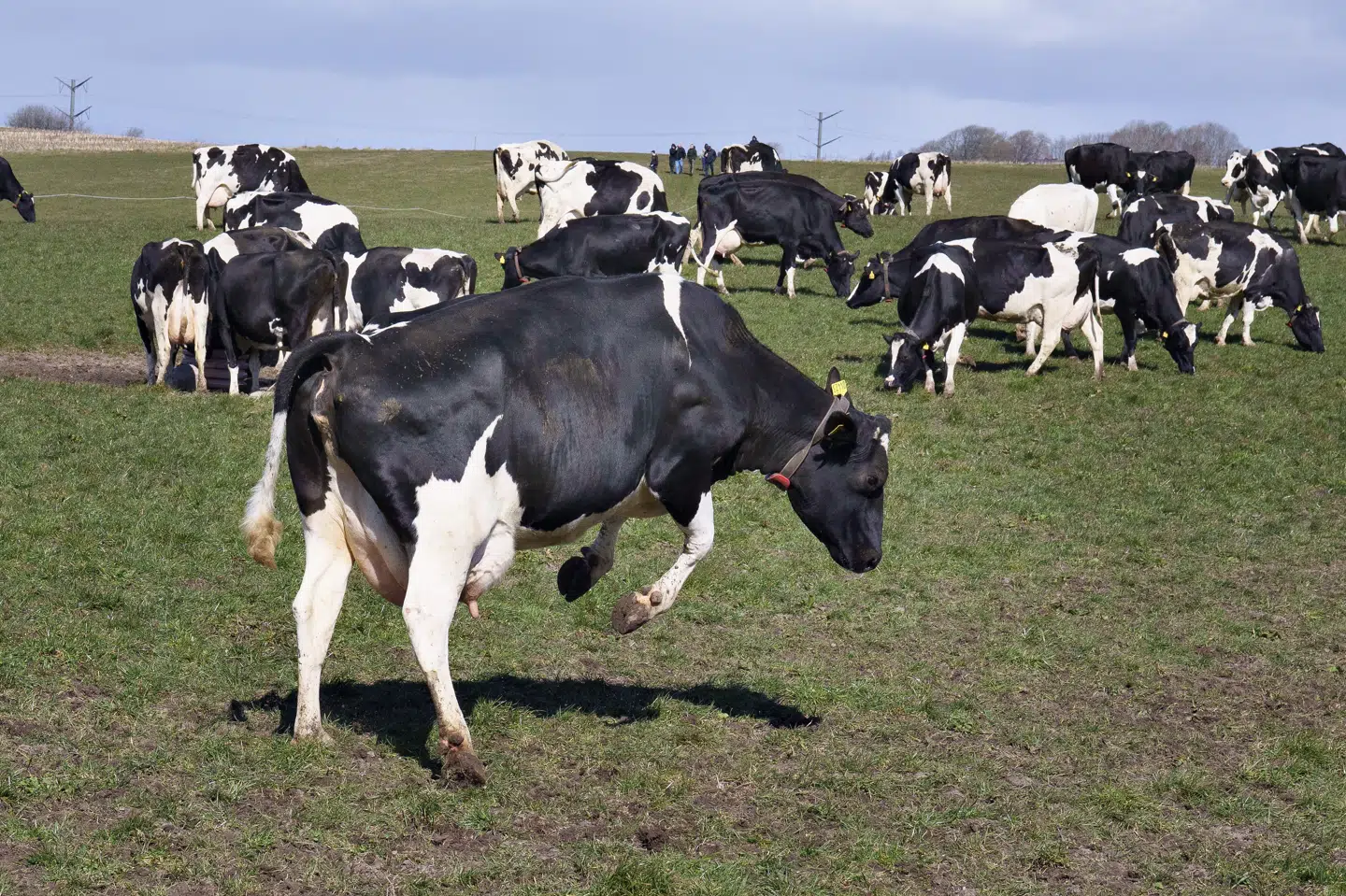 Efter en vinter i stalden bliver økokøerne lukket ud på græs. Det sker søndag ved middagstid. 39 økologiske landmænd inviterer indenfor, så tilskuere vil kunne se de hoppende og dansende køer. (Arkivfoto).