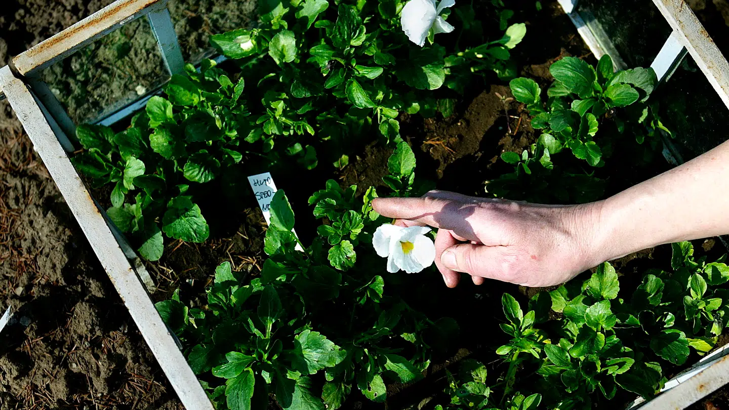 Det er arbejdsredskaberne stige og saks, der forårsager de fleste uheld.