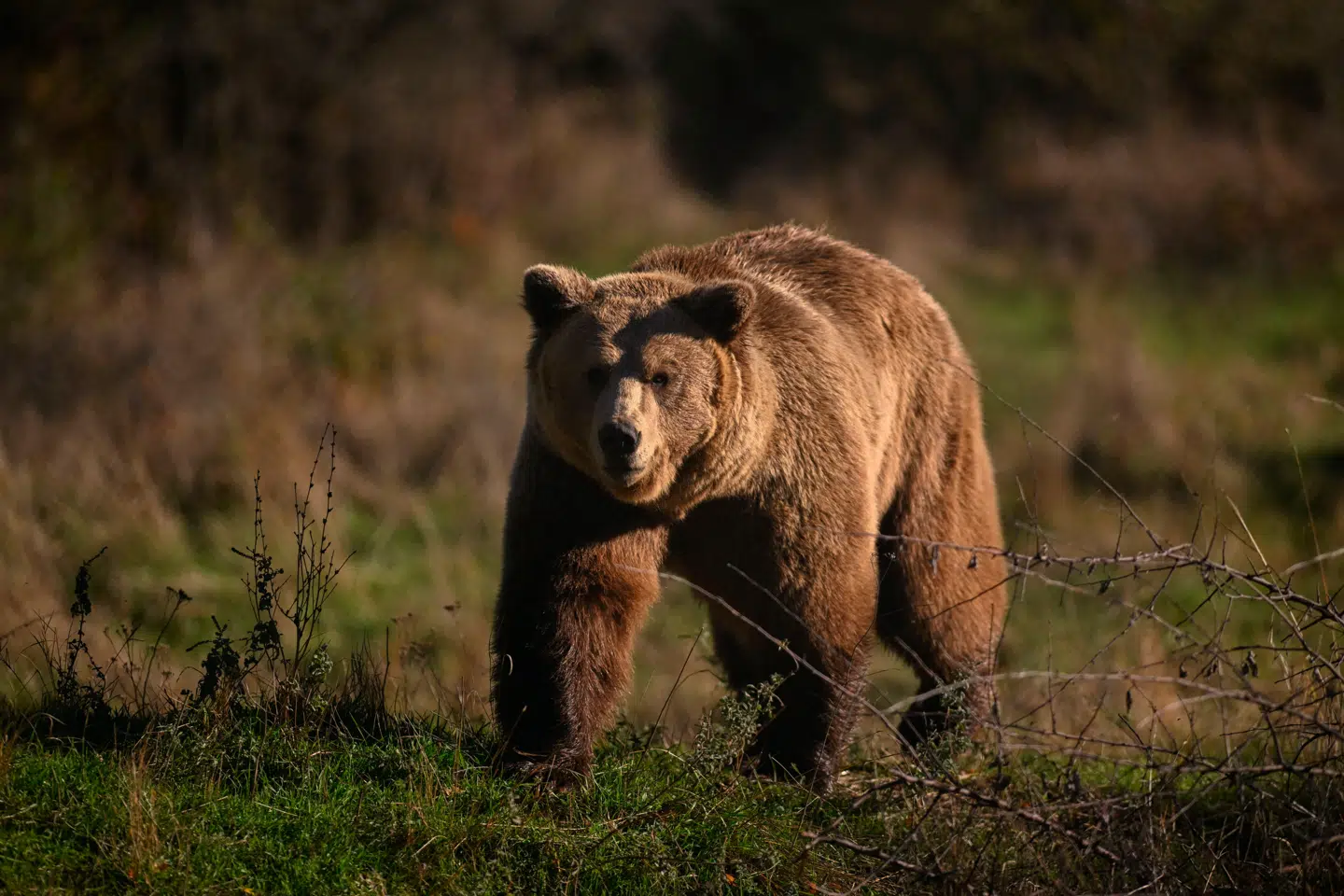 Brune bjørne vandrede ind i Sverige for over 10.000 år siden. Arkivfoto: Armend Nimani, Scanpix