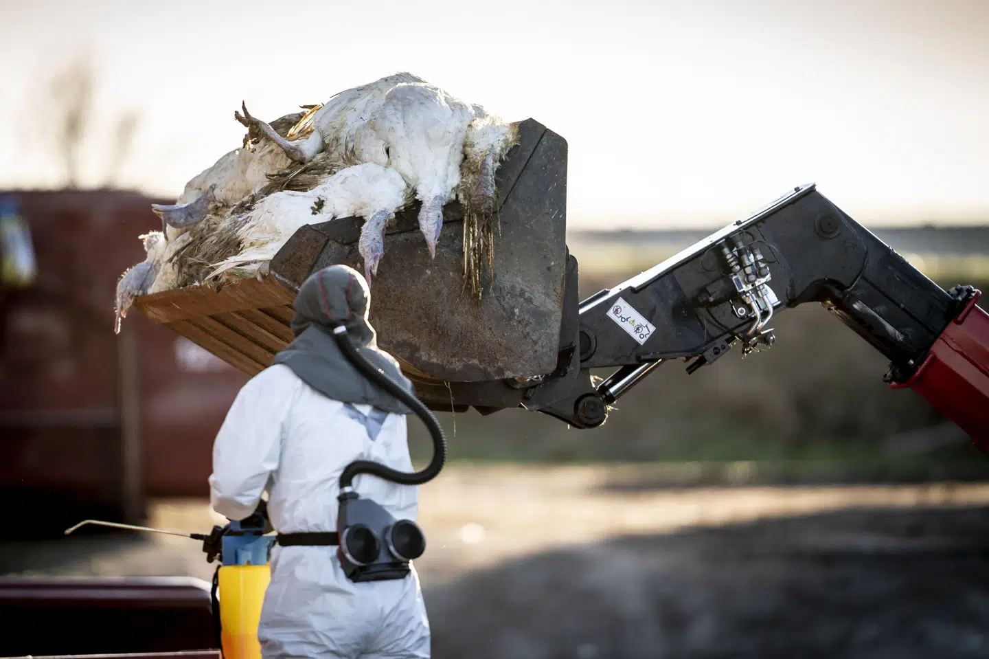Flere end 600.000 stykker fjerkræ er siden efteråret blevet aflivet grundet fugleinfluenza. Nu viser det sig, at en jagthund også kan have været smittet. (Arkivfoto).