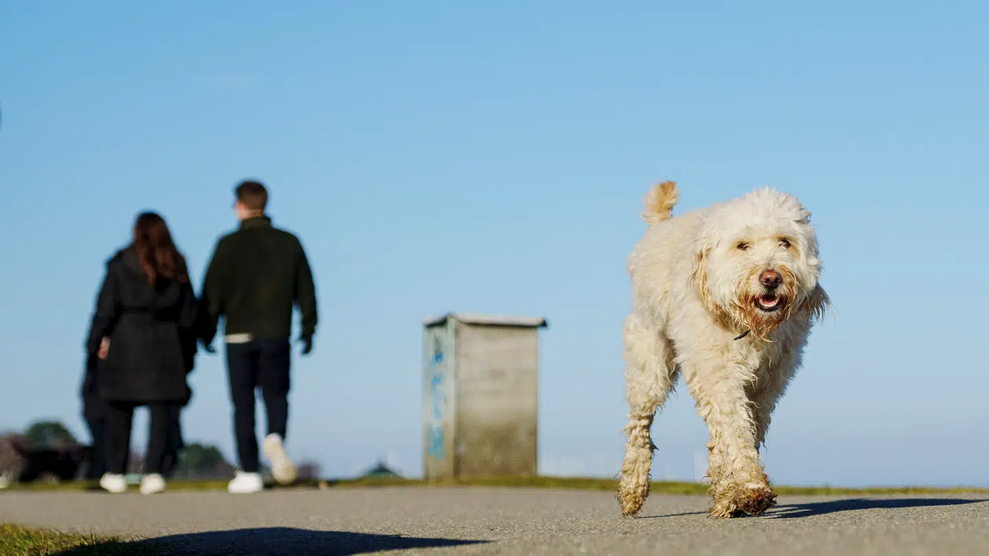 Foråret er lige om hjørnet, lyder det.
