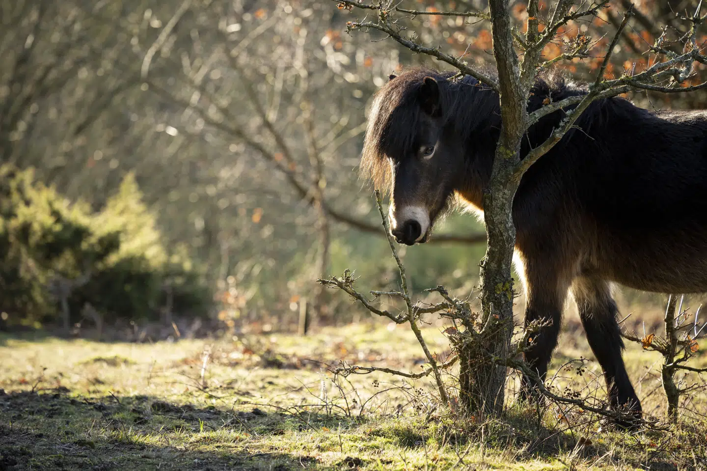 En flok Exmoor-ponyer og Galloway-kvæg har siden 2016 græsset i naturområdet omkring Molslaboratoriet i Nationalpark Mols Bjerge. (Arkivfoto).