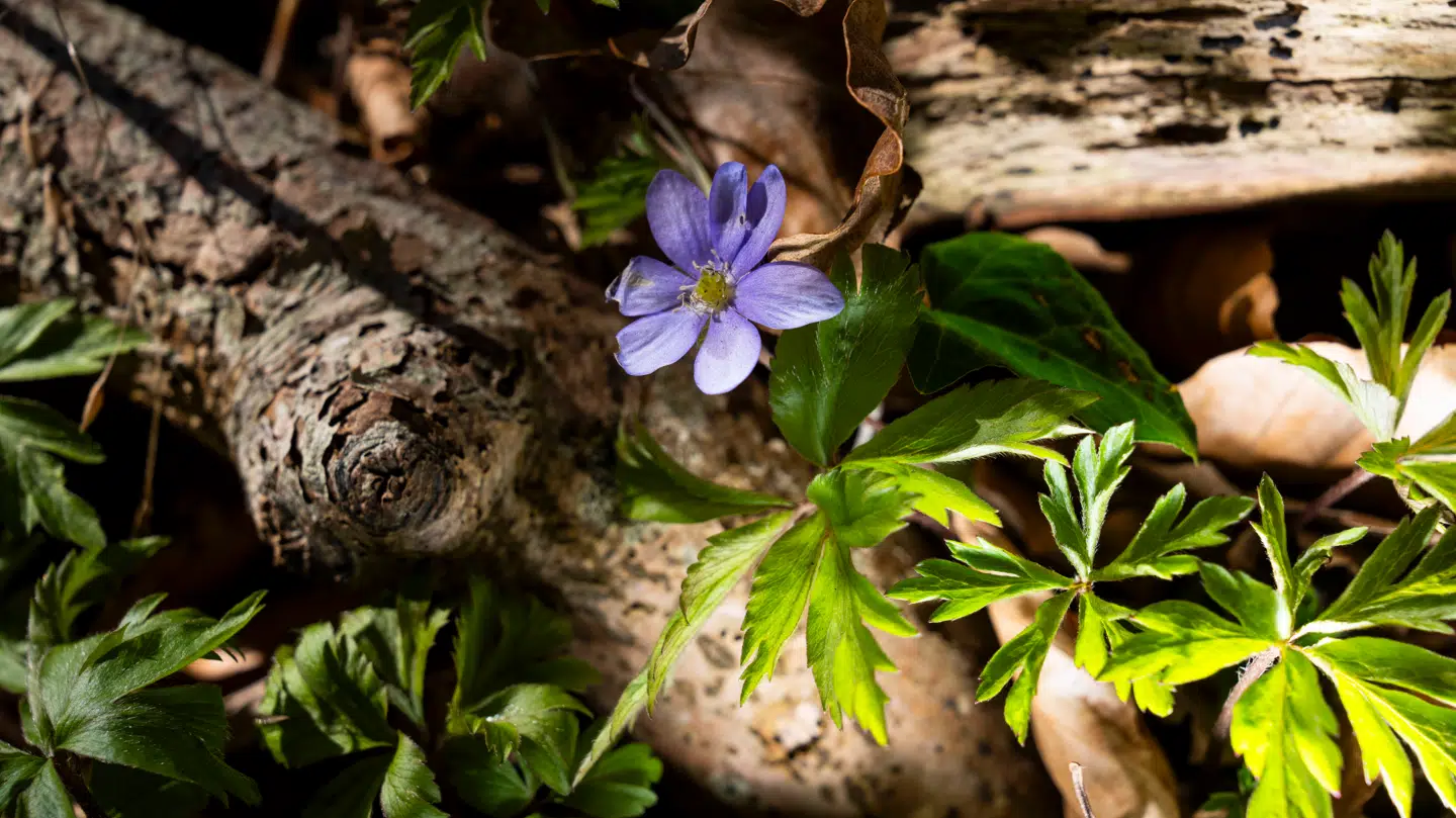 Blå anemoner i Hestehave Skov tirsdag den 7. april 2026. Blå anemone betragtes som en forårsbebuder og blomstrer i marts og april.