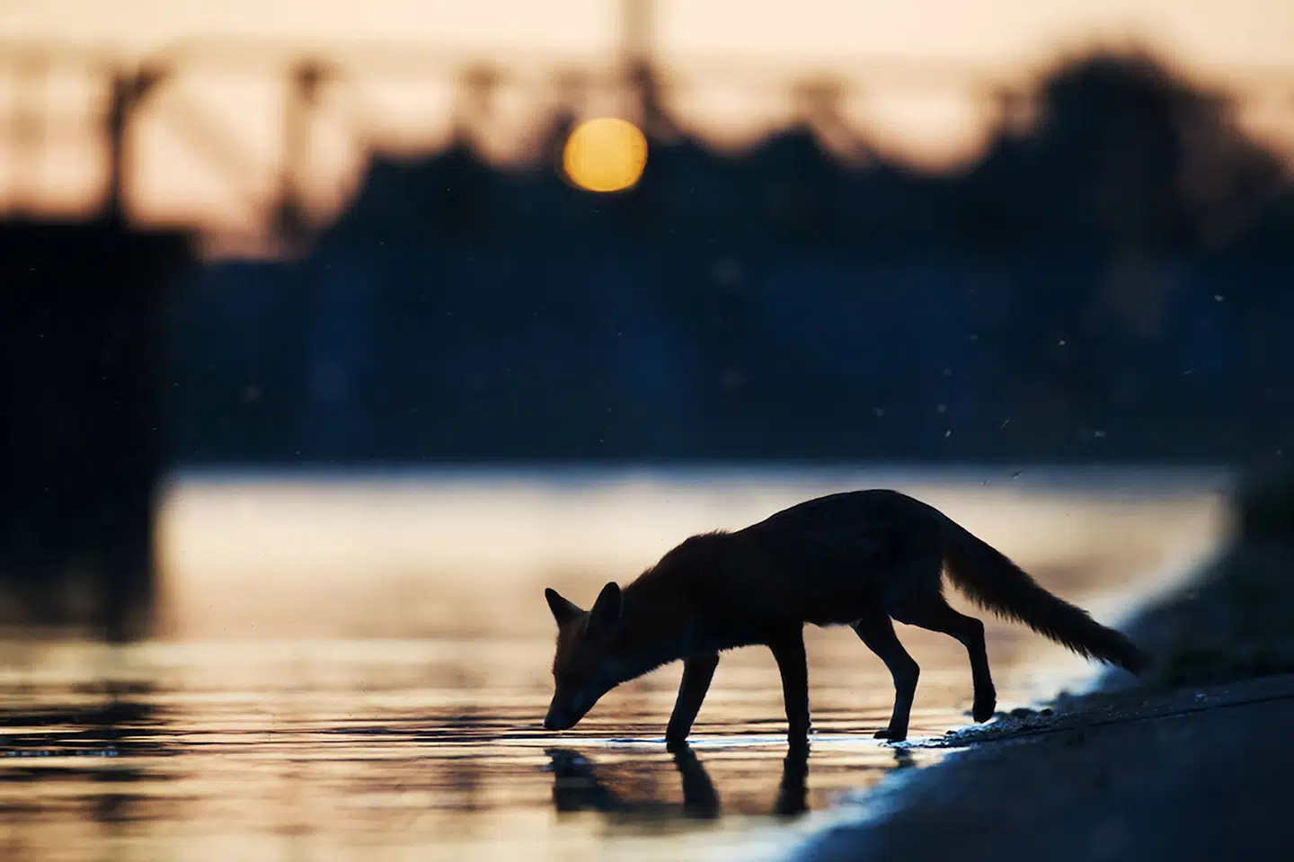 Fugleinfluenza er blevet fundet i to ræve i Danmark siden november. (Arkivfoto).