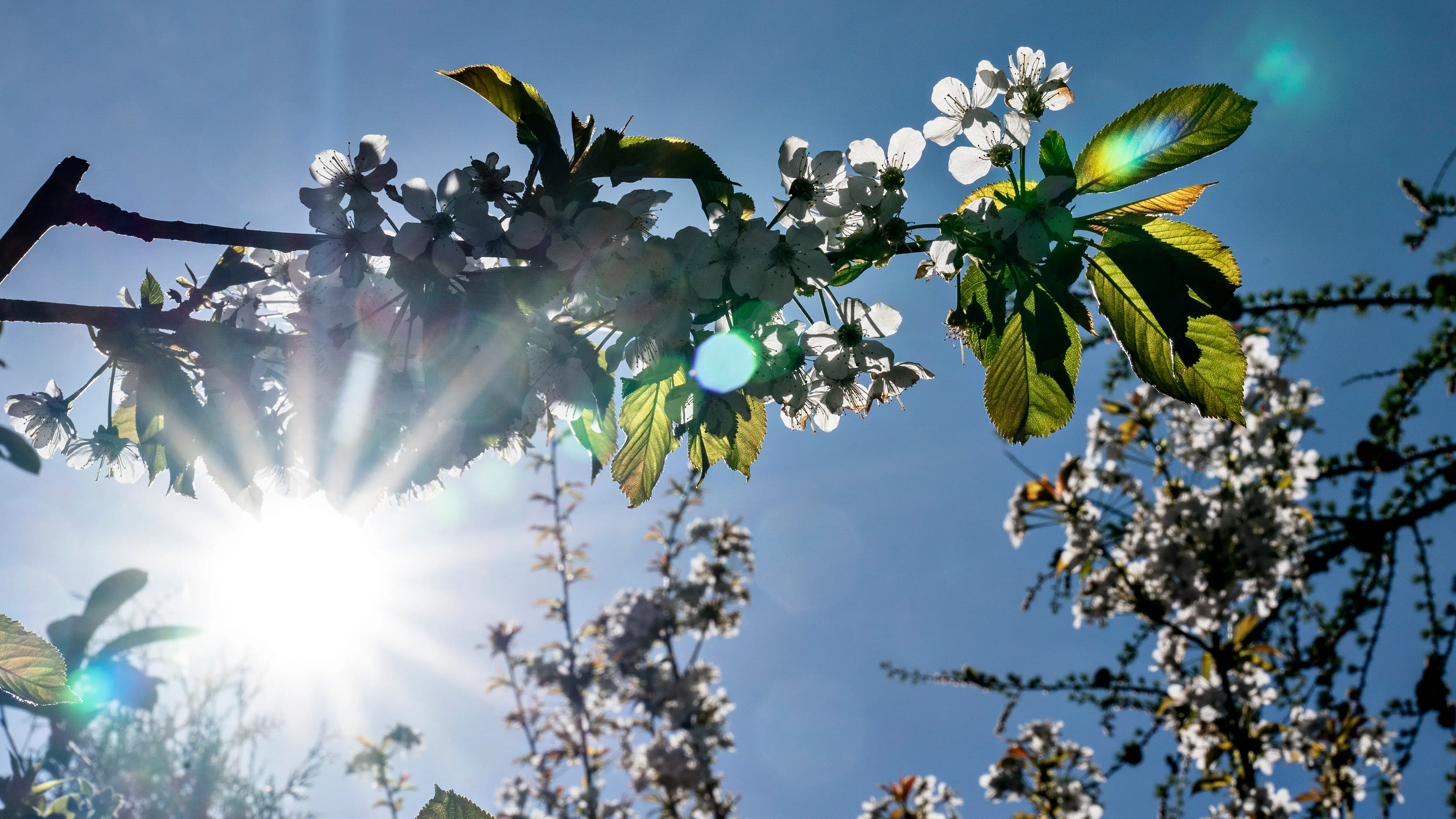 DMI med godt nyt: Mere sol på vej