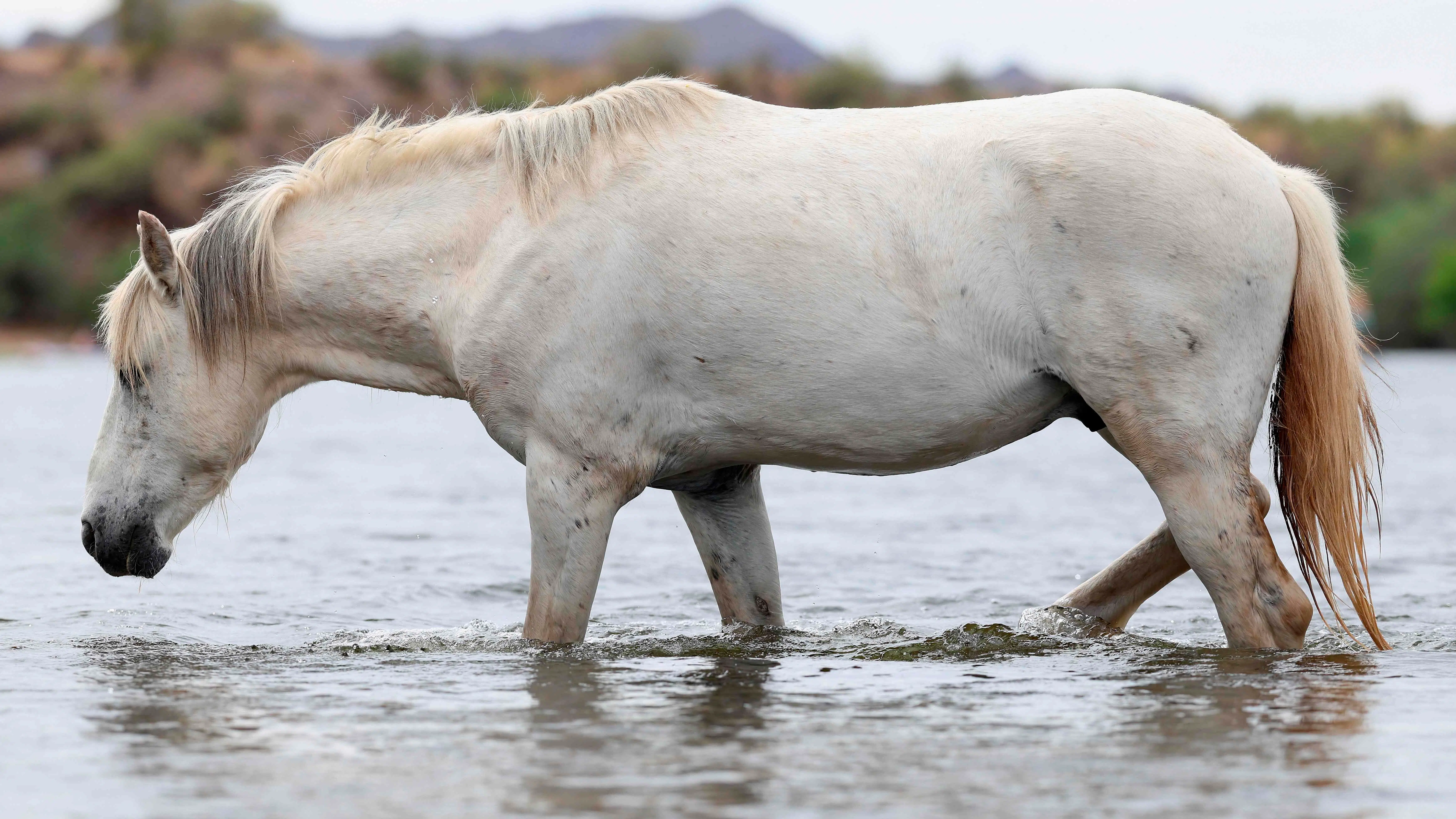 Sygdom i omløb: Mindst 100 heste sendes i karantæne