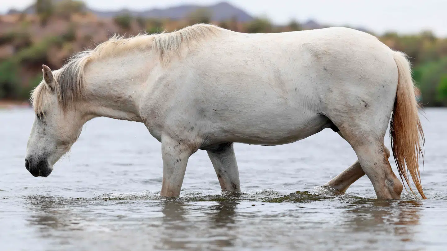 Flere heste er sendt i karantæne.
