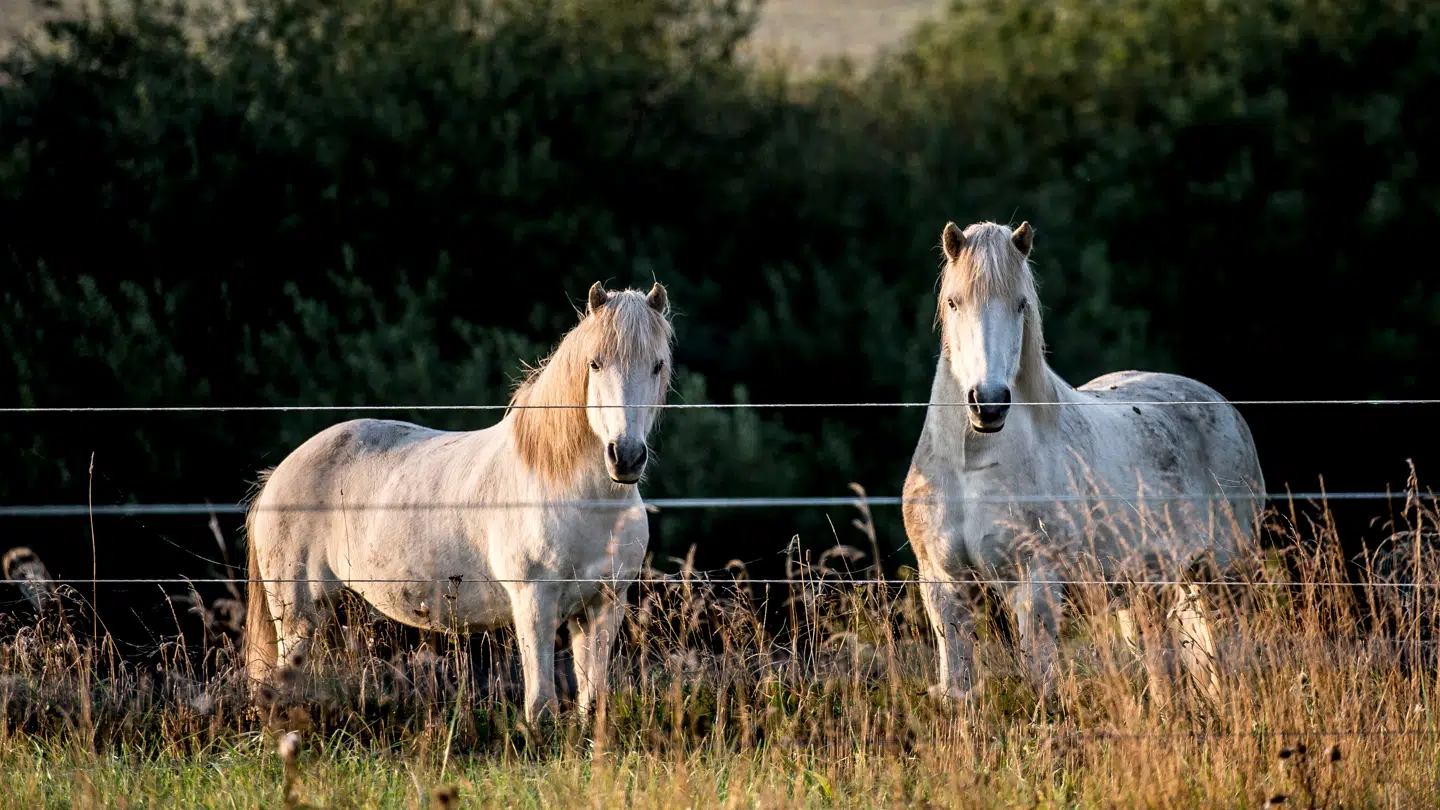 Hestene på billedet har ikke relation til de smittede.