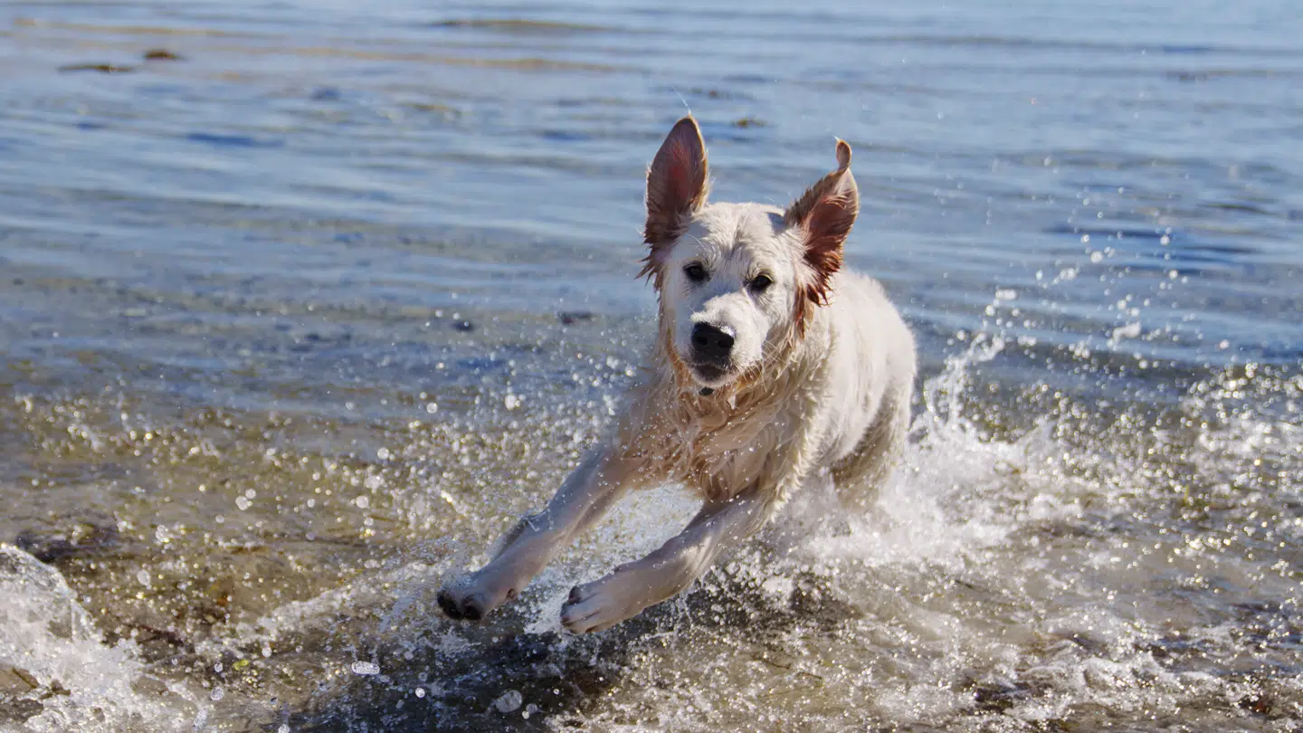 Det bliver ikke helt varmt nok til en behagelig badetur, men solens stråler vil kunne mærkes i den kommende uge.