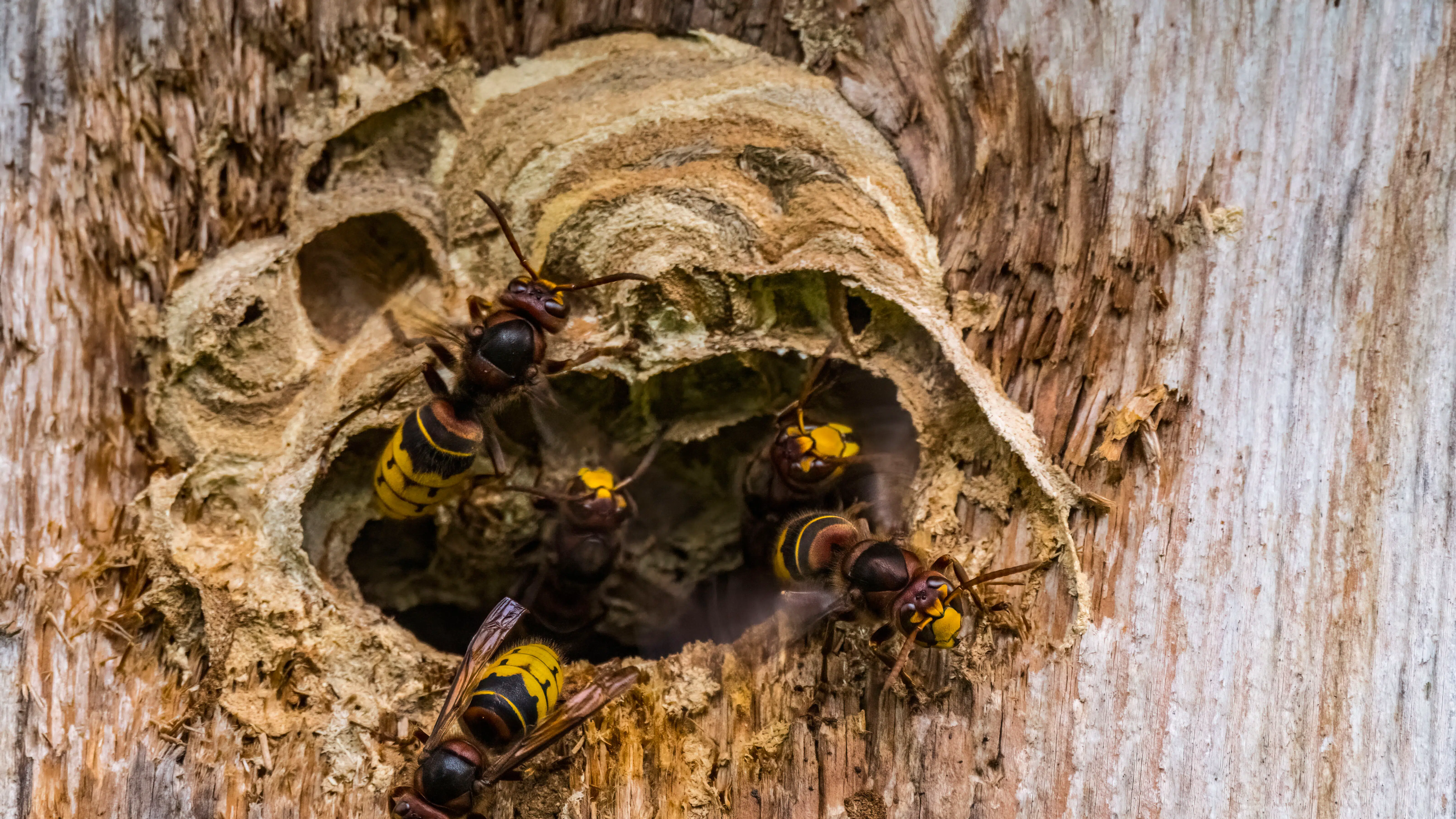Forhadte skadedyr på vej: Vil plage danskerne