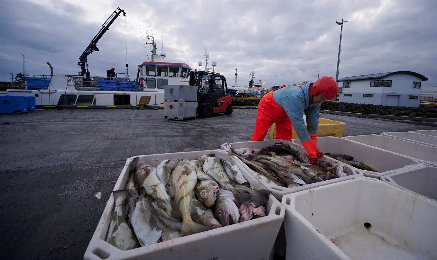 Flere kilder har til Berlingske beskrevet eliten bag Islands fiskeindustri som et »oligarki«. Men det er forkert, mener Hannes Hólmsteinn Gissurarson. Arkivfoto: Halldor Kolbeins/AFP/Ritzau Scanpix