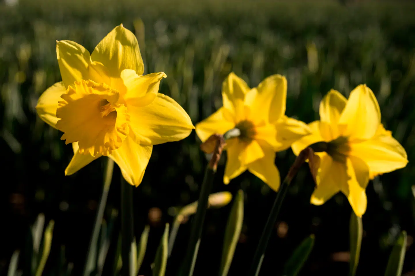 Når du deltager i dagens quiz, er du samtidig med i lodtrækningen om en præmie.