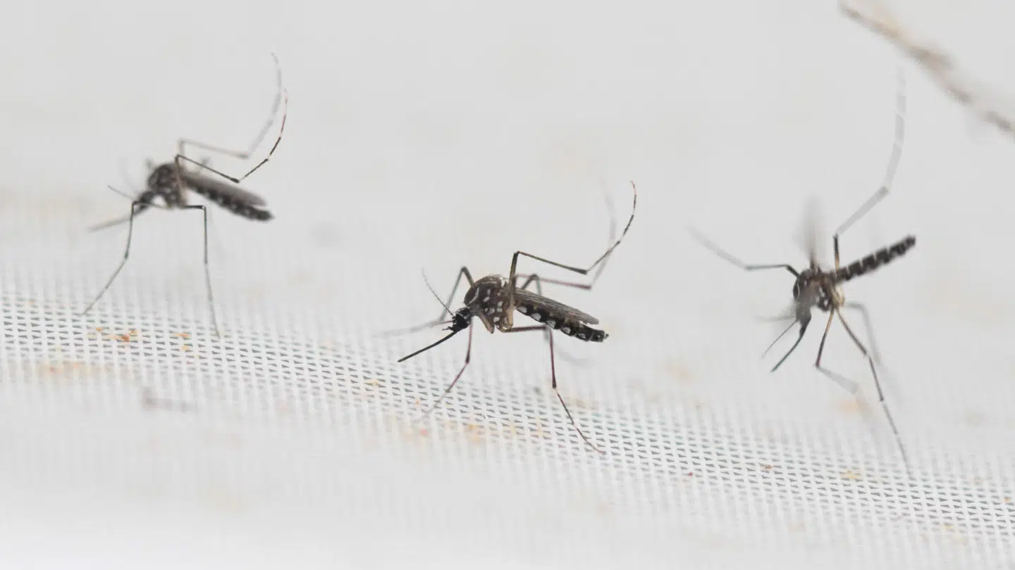 Tigermyggen er på fremmarch i Europa.