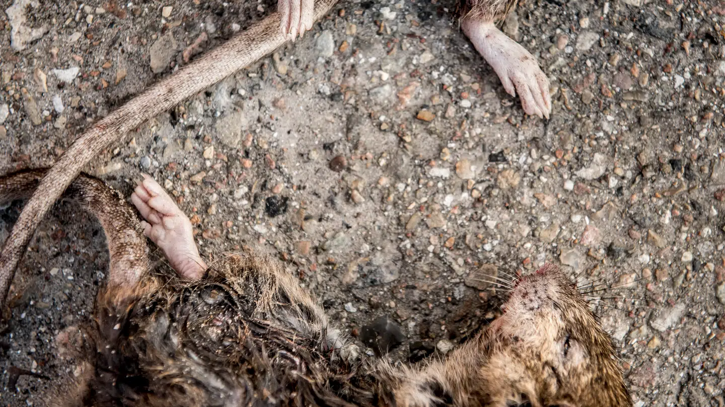 Som bekendt kan rotter være en kamp at få udryddet. Nu kan en række købere af ulovlig rottegift muligvis risikere at blive politianmeldt for deres køb.