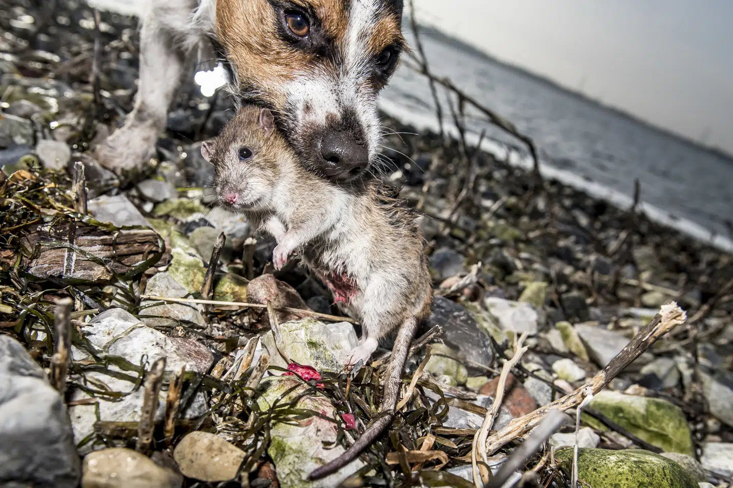 Brug af rottegift i Danmark er underlagt strikse regler, og som privatperson må man ikke selv købe eller udlægge rottegift. (Arkivfoto).