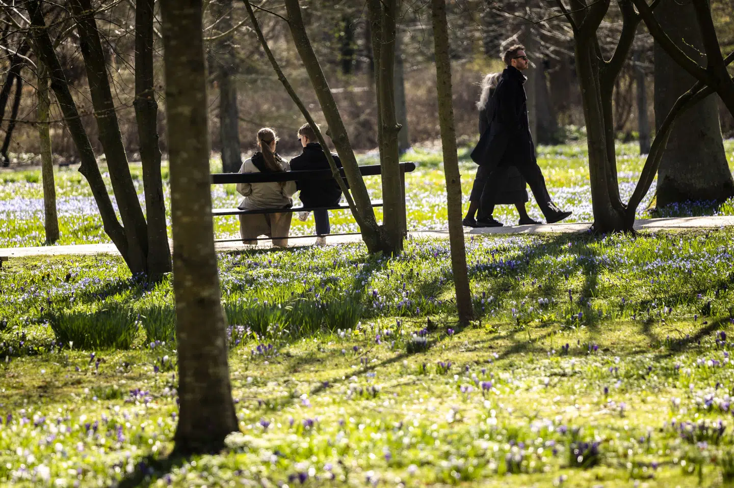 En mand gik tirsdag en tur i Frederiksberg Have og blev ramt af en gren, der faldt fra et træ. Han behandles for sine skader, oplyser politiet. (Arkivfoto).