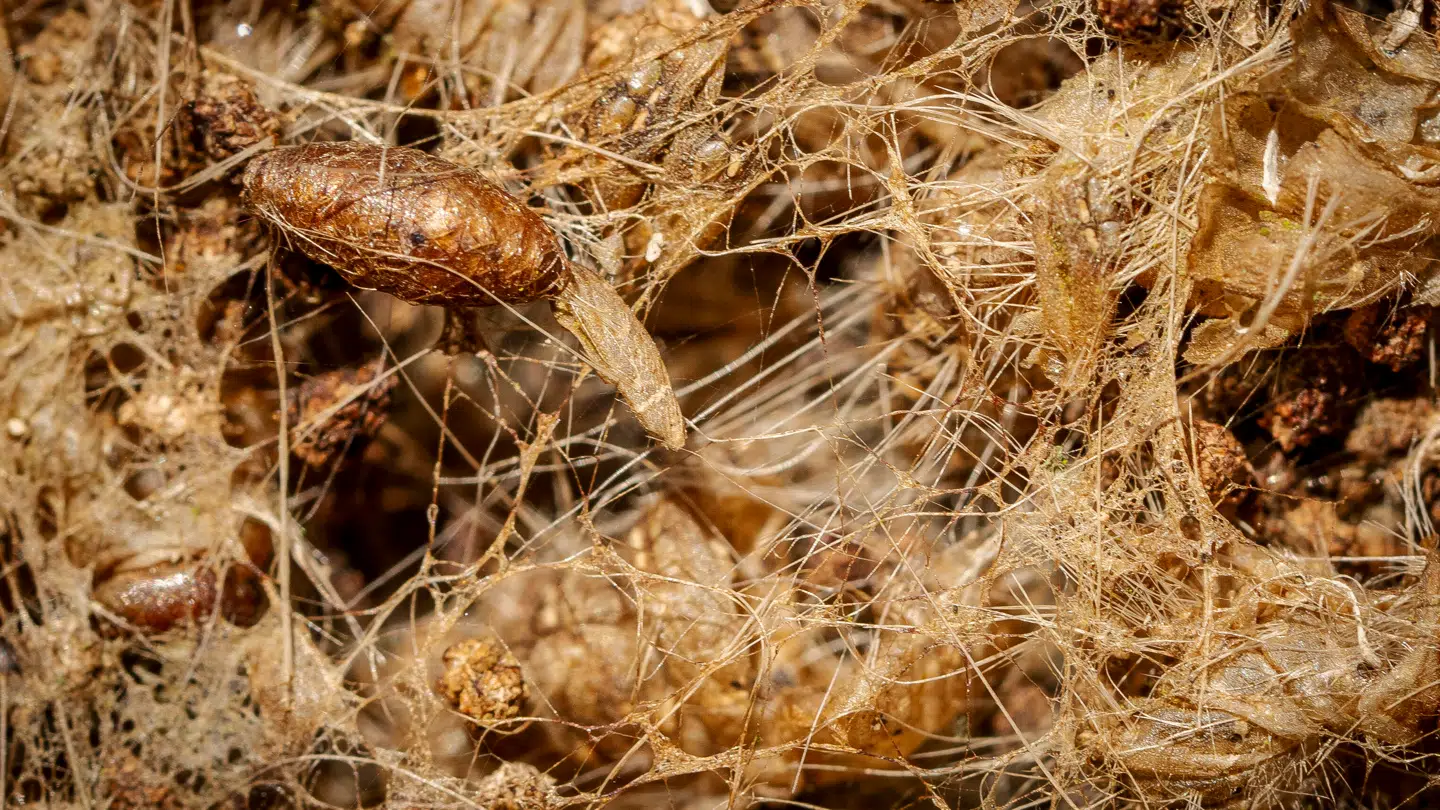 De ser ikke ligefrem hyggelige ud, laverne fra Helvede, men de er tilsyneladende kommet for at blive. Og de breder sig.