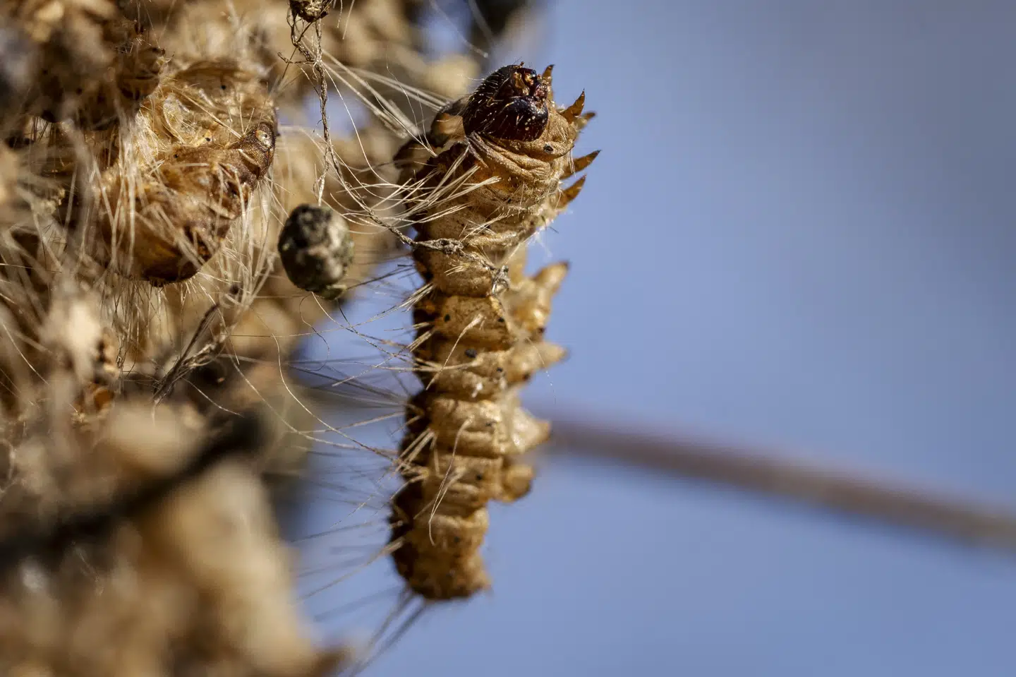 Mænd i heldragter og åndedrætsværn blev sidste år sat ind i kampen mod egeprocessionsspinder i Odense Kommune. Kontakt med hårene kan give kraftige hudreaktioner. (Arkivfoto).