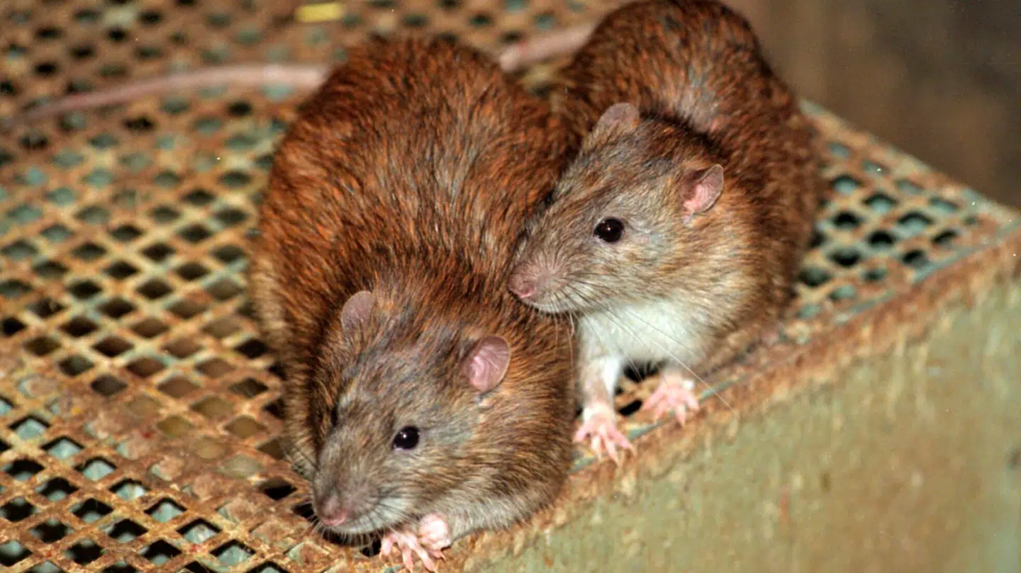 København Kommune sætter nu ind i bekæmpelsen af rotter.