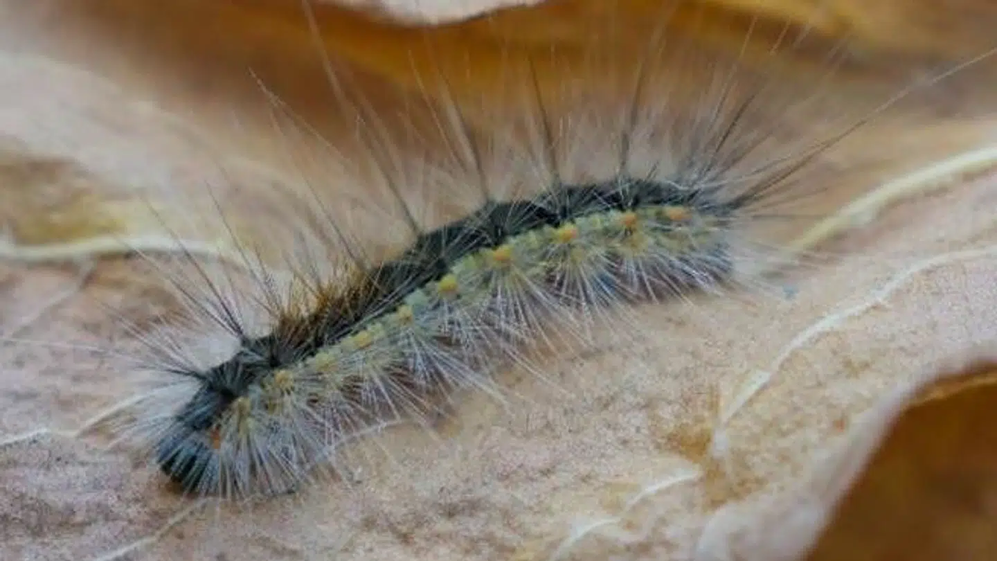 Her ses 'larven fra helvede'.