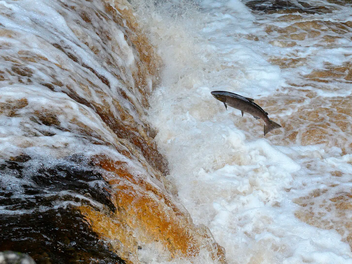 Laks svømmer længere på kokain. Foto: Oli Scarff, Scanpix