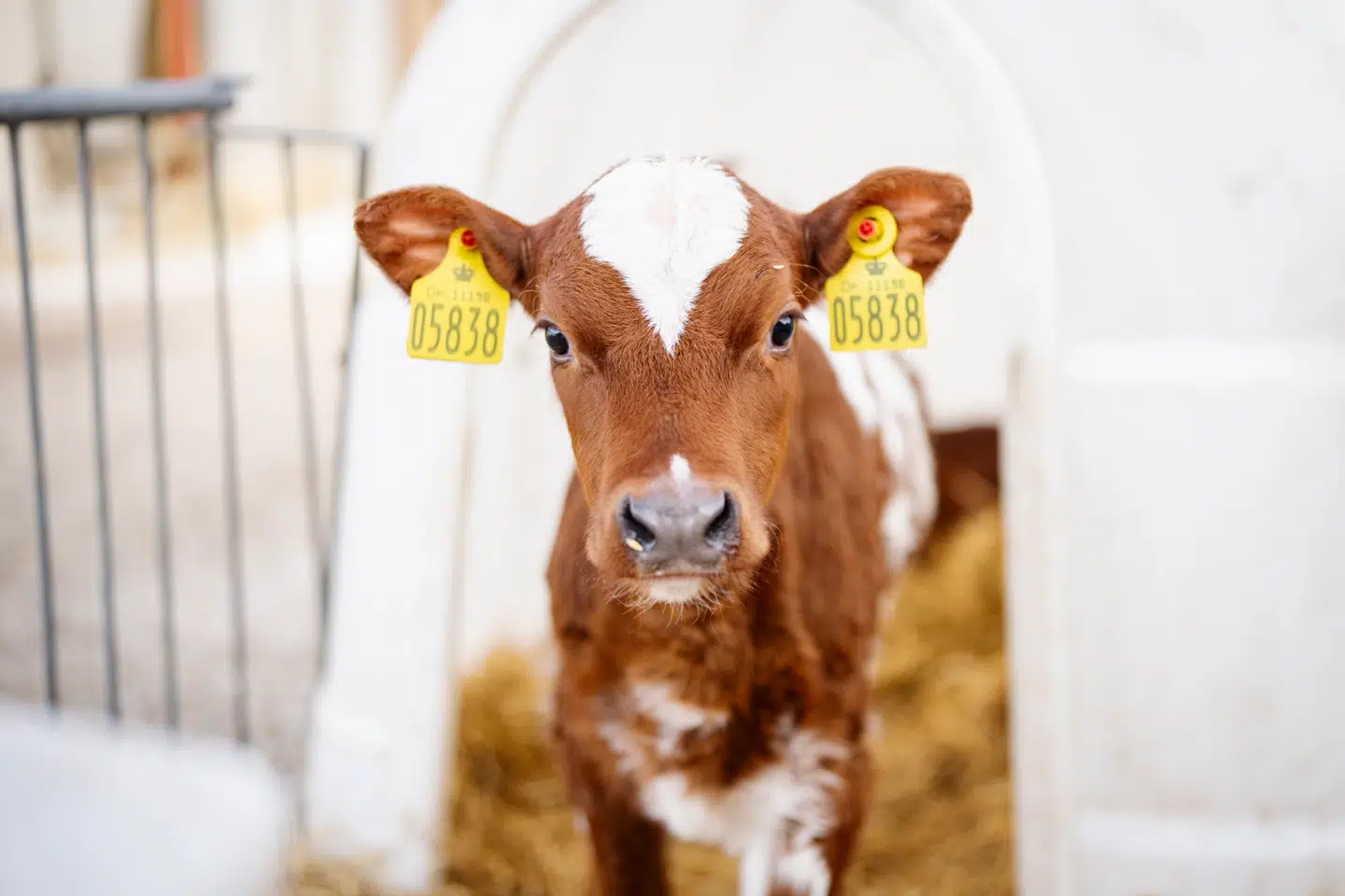 Kødproducenternes løfter har ikke hold i virkeligheden. Foto: Sebastian Elias Uth, Scanpix