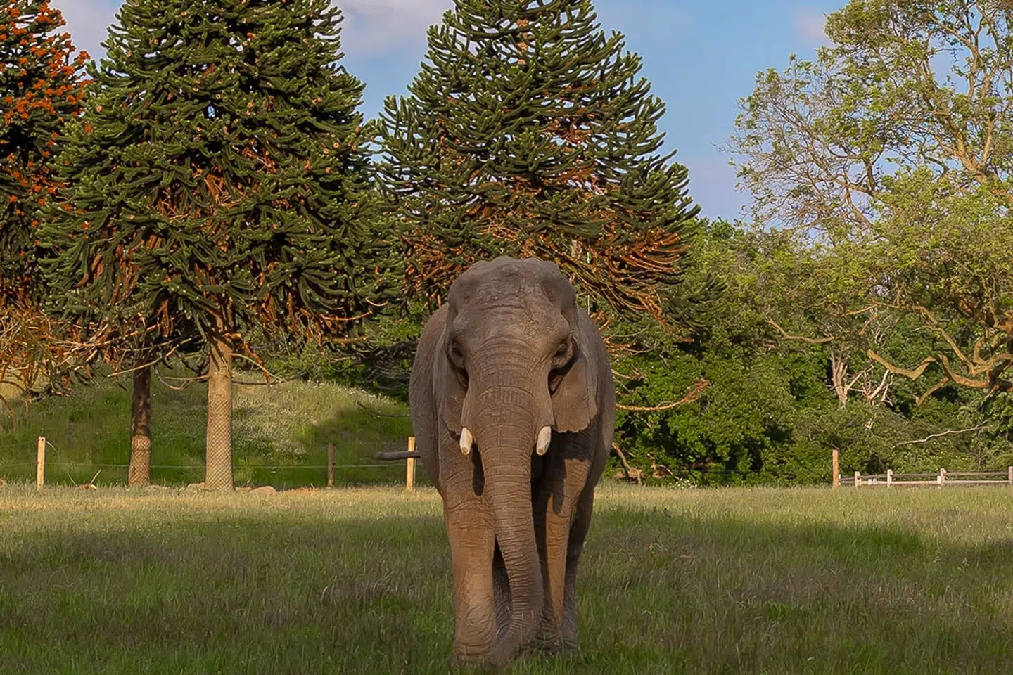 Lara kom til Knuthenborg Safaripark i 2020 efter at have tilbragt næsten hele sit liv i cirkus. (PR-foto).