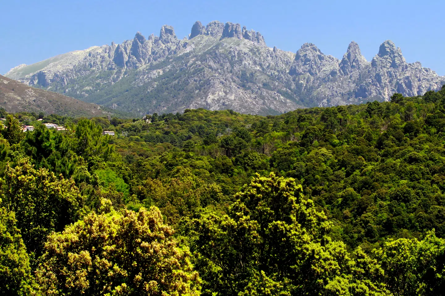 Trægrænsen er ikke en entydig klimamarkør. Her ses bjerget Aiguilles de Bavella på Korsika. Foto: AFP, Scanpix