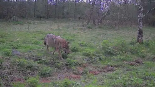 Ulv dræbte Bjarnes hundehvalp i haven: 'Det er da utrygt'