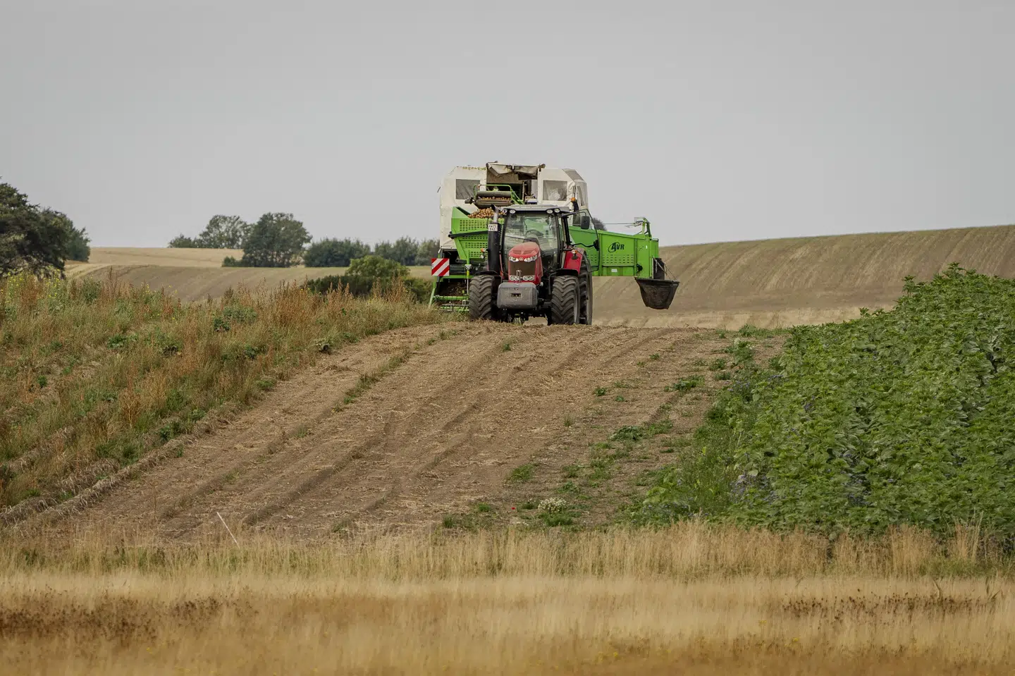 Mange udenlandske praktikanter i landbruget kommer fra Uganda, Tanzania og Kenya. Nu sættes ansøgninger om praktik fra de tre lande i bero. (Arkivfoto).